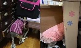 大狗最新爆料图片视频,独家图片视频揭秘幕后真相